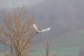 Flying mute swan cygnus olor leafless tree