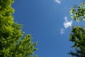 Natural foliage and sky background