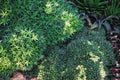 Natural Foliage Texture of Evergreen Cactus Background, Top View Closeup of Succulent Cactus and Leaves Detail. Nature Abstract Royalty Free Stock Photo