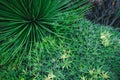 Natural Foliage Texture of Evergreen Cactus Background, Top View Closeup of Succulent Cactus and Leaves Detail. Nature Abstract Royalty Free Stock Photo