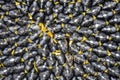 Natural food background with texture close-up of perfectly ripe sunflower full of black selected large tasty seeds