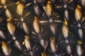 Natural food background with texture close-up of perfectly ripe sunflower full of black selected large tasty seeds Royalty Free Stock Photo