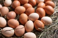 Natural food concept. Household, chicken eggs in nest on hay