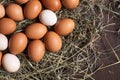 Natural food concept. Household, chicken eggs in nest on hay