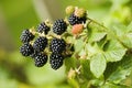 Natural food - fresh blackberries in a garden. Bunch of ripe blackberry fruit - Rubus fruticosus - on branch with green leaves Royalty Free Stock Photo