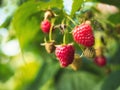 Natural food - fresh red raspberries in a garden. Bunch of ripe raspberry fruit - Rubus idaeus - on branch with green leaves Royalty Free Stock Photo