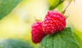 Natural food - fresh red raspberries in a garden. Bunch of ripe raspberry fruit - Rubus idaeus - on branch with green leaves Royalty Free Stock Photo