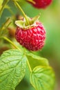 Natural food - fresh red raspberries in a garden. Bunch of ripe raspberry fruit - Rubus idaeus - on branch with green leaves Royalty Free Stock Photo
