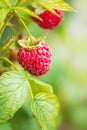 Natural food - fresh red raspberries in a garden. Bunch of ripe raspberry fruit - Rubus idaeus - on branch with green leaves Royalty Free Stock Photo