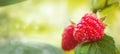 Natural food - fresh red raspberries in a garden. Bunch of ripe raspberry fruit - Rubus idaeus - on branch with green leaves Royalty Free Stock Photo