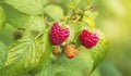 Natural food - fresh red raspberries in a garden. Bunch of ripe raspberry fruit - Rubus idaeus - on branch with green leaves Royalty Free Stock Photo