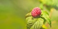 Natural food - fresh red raspberries in a garden. Bunch of ripe raspberry fruit - Rubus idaeus - on branch with green leaves Royalty Free Stock Photo