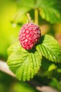 Natural food - fresh red raspberries in a garden. Bunch of ripe raspberry fruit - Rubus idaeus - on branch with green leaves Royalty Free Stock Photo