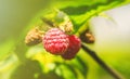 Natural food - fresh red raspberries in a garden. Bunch of ripe raspberry fruit - Rubus idaeus - on branch with green leaves Royalty Free Stock Photo