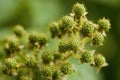 Natural food - green blackberries in a garden. Bunch of unripe blackberry fruit - Rubus fruticosus - on branch with green leaves