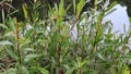 Natural Footage: Tasmanian Lanceolata plant or syn Drimys Lanceolata, or mountain pepper