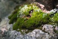 Natural forest background and texture. Green moss on rock stone. Ural nature and forest. Royalty Free Stock Photo