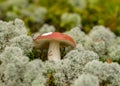 Natural forest background, wild mushroom in the forest, traditional forest background with grass, moss, lichens and dry branches,