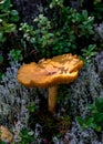 Natural forest background, wild mushroom in the forest, traditional forest background with grass, moss, lichens and dry branches,