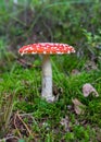 Natural forest background, wild mushroom in the forest, traditional forest background with grass, moss, lichens and dry branches,