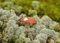 Natural forest background, wild mushroom in the forest, traditional forest background with grass, moss, lichens and dry branches,