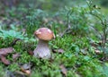 Natural forest background, wild mushroom in the forest, traditional forest background with grass, moss, lichens and dry branches,