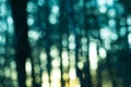 Natural forest blurred background Royalty Free Stock Photo