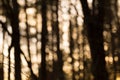 Natural forest blurred background Royalty Free Stock Photo