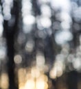 Natural forest blurred background Royalty Free Stock Photo