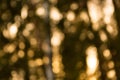 Natural forest blurred background Royalty Free Stock Photo