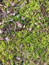 Natural forest carpet Top view branches and grass