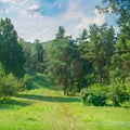 Natural forest with coniferous and deciduous trees, meadow and f