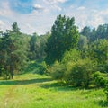 Natural forest with coniferous and deciduous trees, meadow and f