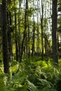 Natural Forest with Fern Plants