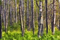 Natural Forest with Fern Plants