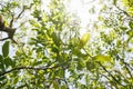 Moving fresh green foliage inside a tree in sunlight calming nature footage