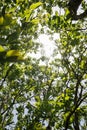 Moving fresh green foliage inside a tree in sunlight calming nature footage