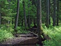 Natural forest landscape