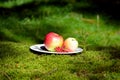 Natural forest moss picnic food