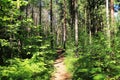 A natural forest path among ferns and tall pines Royalty Free Stock Photo