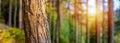 Natural Forest of pine bark Trees. Nordic pine forest in evening light. Short depth-of-field. Royalty Free Stock Photo