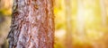 Natural Forest of pine bark Trees. Nordic pine forest in evening light. Short depth-of-field.