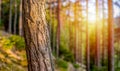 Natural Forest of pine bark Trees. Nordic pine forest in evening light. Short depth-of-field. Royalty Free Stock Photo