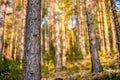Natural Forest of pine Trees. Nordic pine forest in evening light. Short depth-of-field. Royalty Free Stock Photo