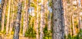 Natural Forest of pine Trees. Nordic pine forest in evening light. Short depth-of-field. Royalty Free Stock Photo