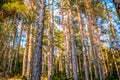 Natural Forest of pine bark Trees. Nordic pine forest in evening light. Short depth-of-field. Royalty Free Stock Photo
