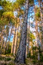 Natural Forest of pine bark Trees. Nordic pine forest in evening light. Short depth-of-field. Royalty Free Stock Photo