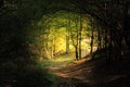 Natural forest tunnel road