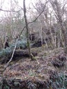 Natural Forrest in Irland