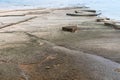 Natural fossil shell beach or Seashell Graveyard